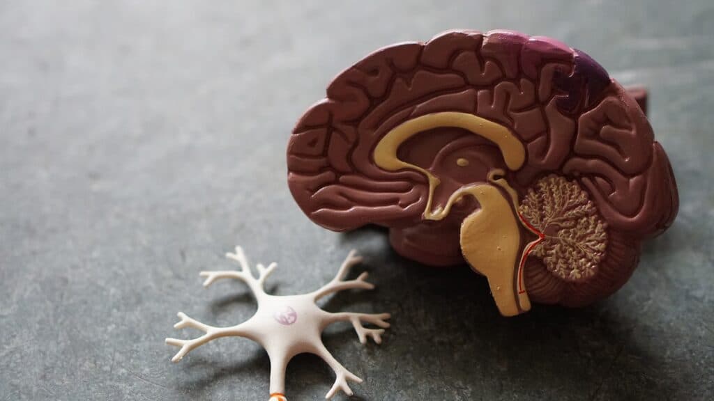 Human Brain Model